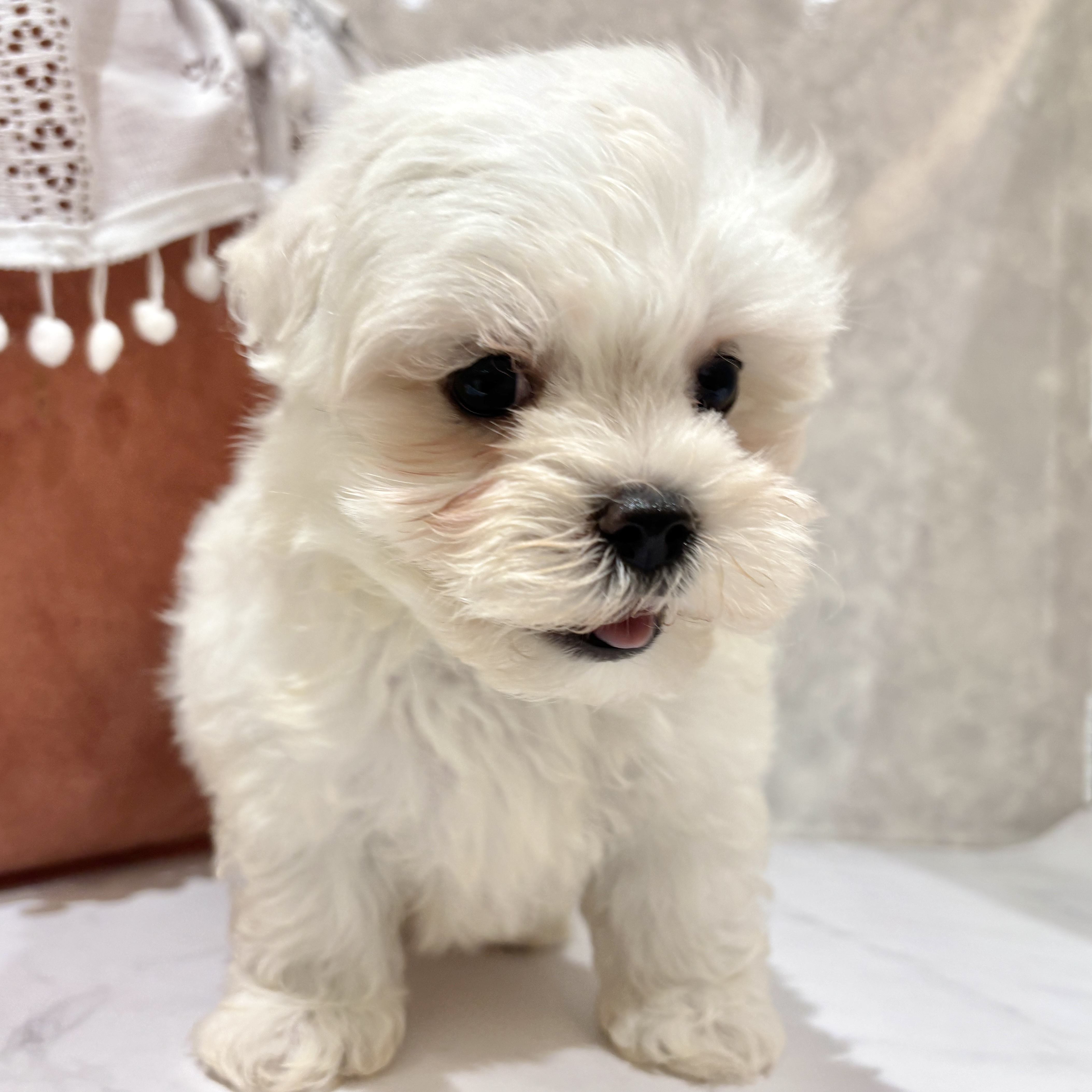 福岡県のビションフリーゼ (犬の家＆猫の里くりえいと宗像店/2026年3月24日生まれ/男の子/ホワイト)の子犬の3枚目の画像