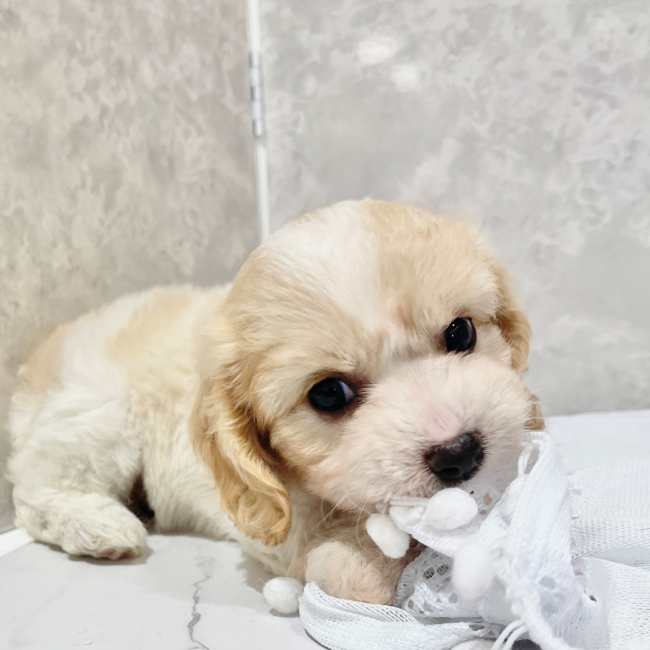 福岡県のハーフ犬・ミックス犬 (犬の家＆猫の里くりえいと宗像店/2026年3月22日生まれ/女の子/ブレンハイム)の子犬の3枚目の画像