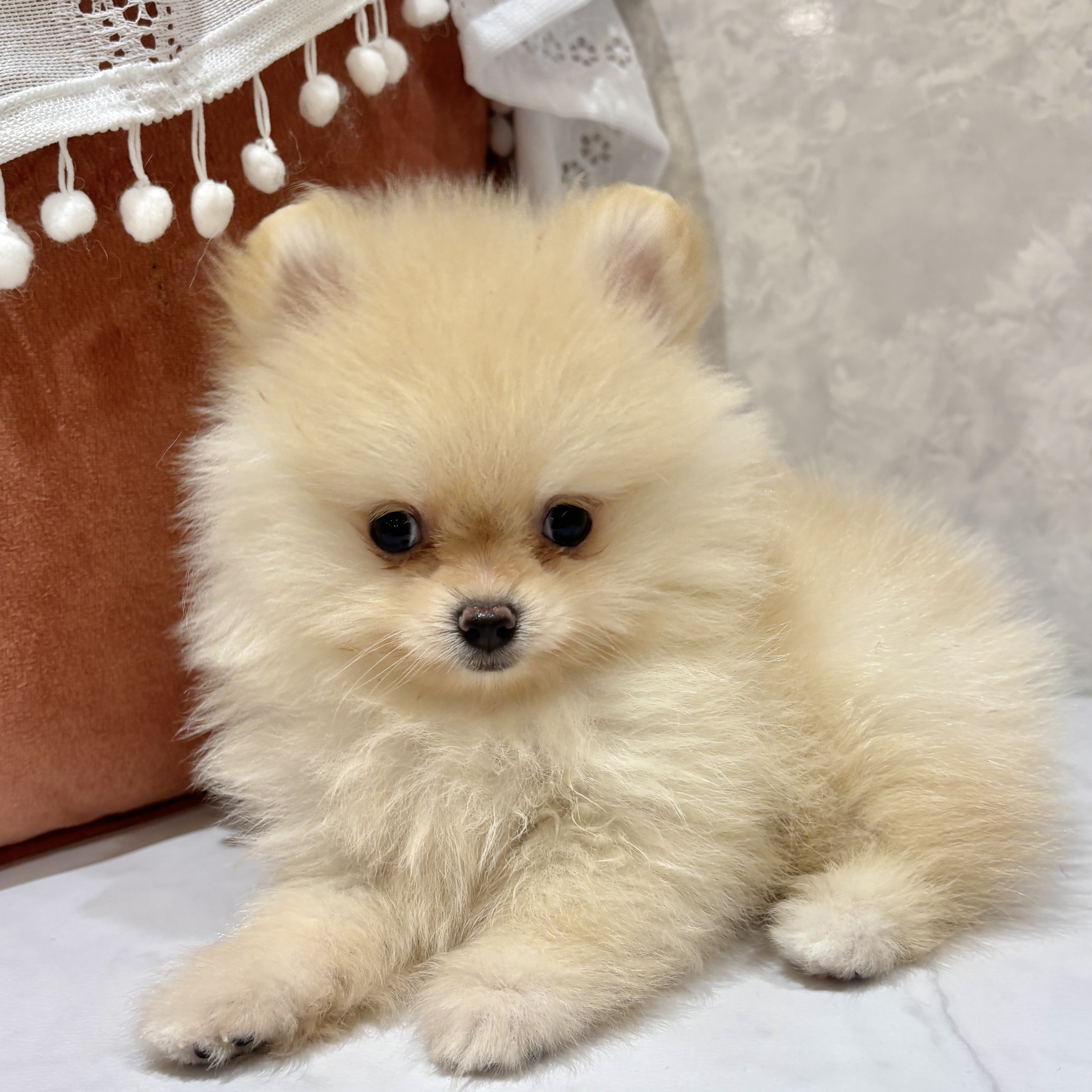 福岡県のポメラニアン (犬の家＆猫の里くりえいと宗像店/2026年3月24日生まれ/女の子/クリーム)の子犬の3枚目の画像