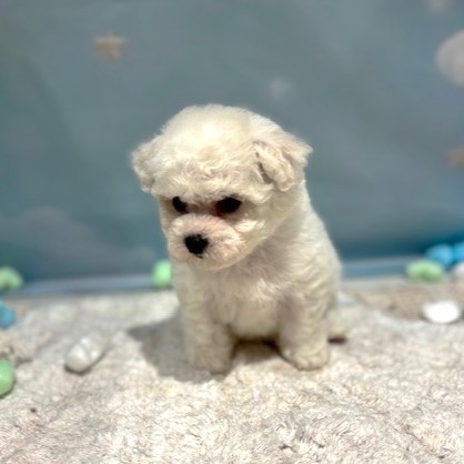 福岡県のビションフリーゼ (犬の家＆猫の里トリアス久山店/2026年3月23日生まれ/女の子/ホワイト)の子犬の3枚目の画像