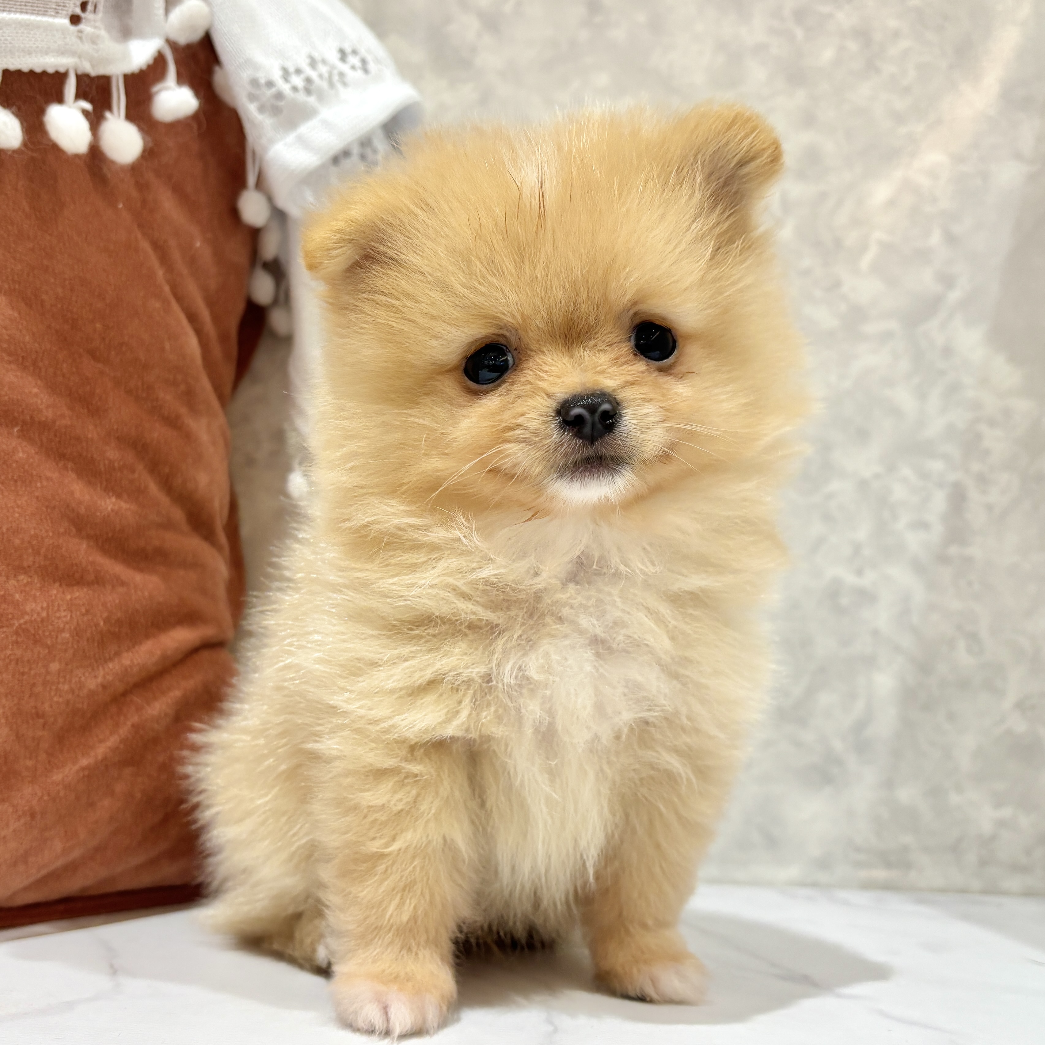福岡県のポメラニアン (犬の家＆猫の里くりえいと宗像店/2026年3月22日生まれ/男の子/クリーム)の子犬の3枚目の画像