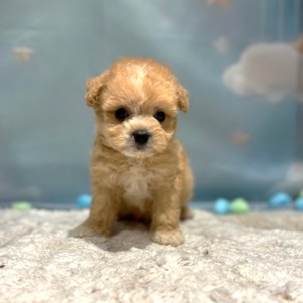 福岡県のマルプー(マルチーズ×プードル) (犬の家＆猫の里トリアス久山店/2026年3月22日生まれ/男の子/クリーム)の子犬の3枚目の画像