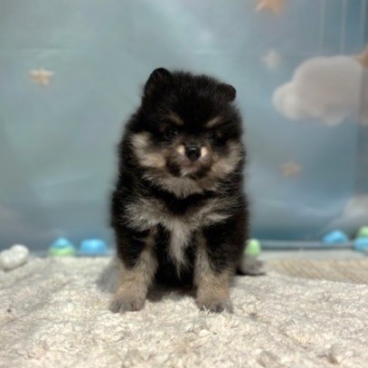 福岡県のポメラニアン (犬の家＆猫の里トリアス久山店/2026年3月18日生まれ/男の子/ブラックタン)の子犬の3枚目の画像