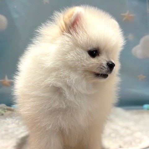 福岡県のポメラニアン (犬の家＆猫の里トリアス久山店/2026年3月22日生まれ/女の子/ホワイト)の子犬の3枚目の画像