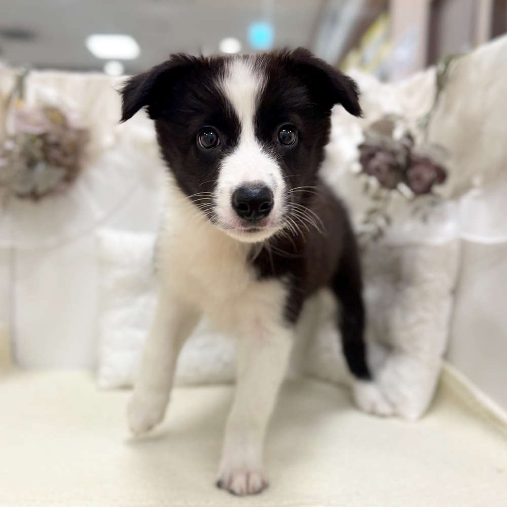 岐阜県のボーダーコリー (犬の家＆猫の里カラフルタウン岐阜店/2026年3月24日生まれ/女の子/ブラックホワイト)の子犬の3枚目の画像
