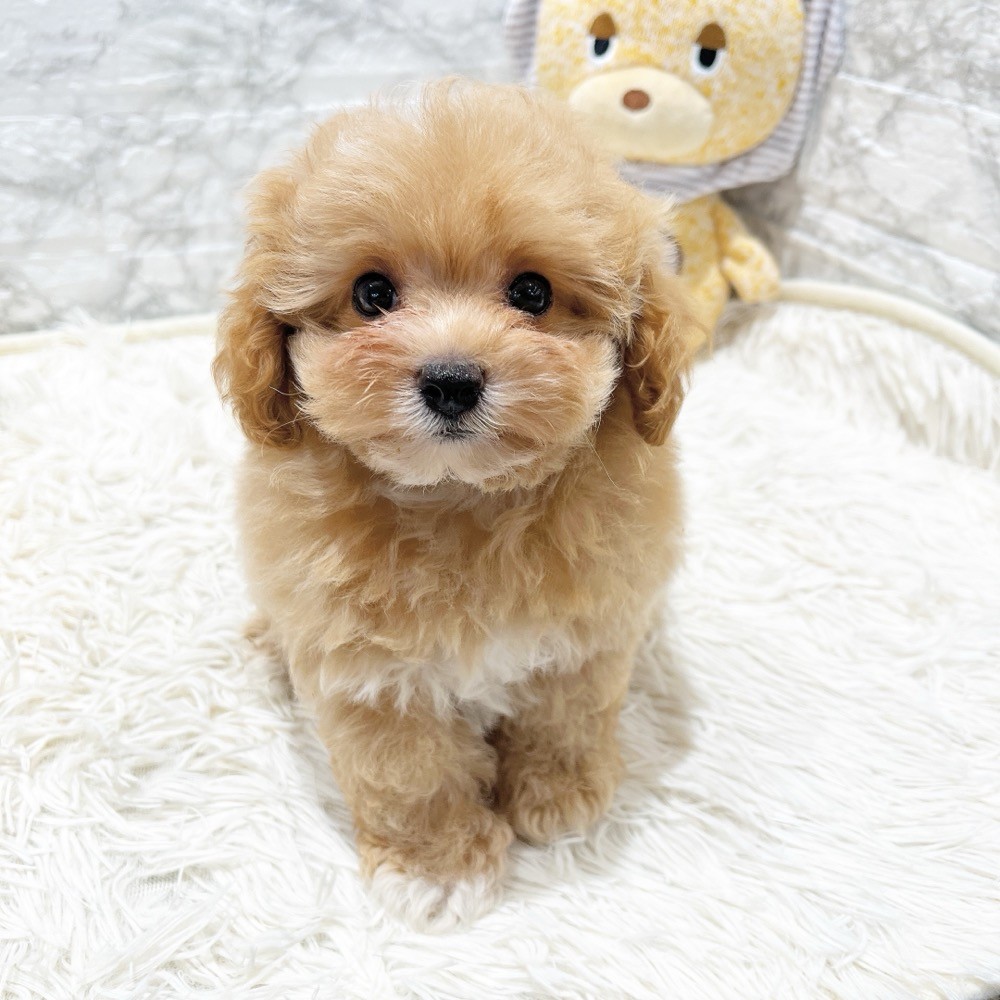 愛知県のマルプー(マルチーズ×プードル) (犬の家＆猫の里MiO香久山店/2026年3月23日生まれ/男の子/アプリコットホワイト)の子犬の3枚目の画像