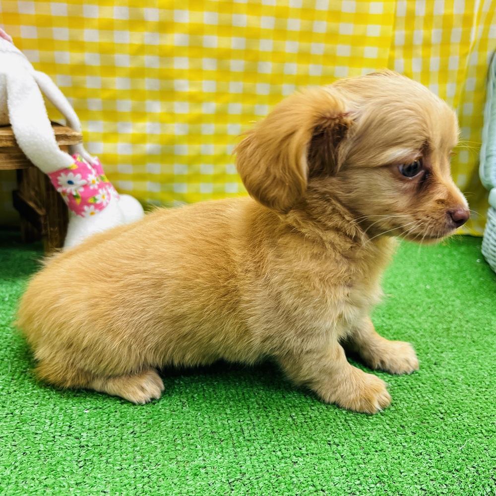 愛知県のチワックス(チワワ×ダックス) (犬の家＆猫の里名古屋天白店/2026年3月23日生まれ/女の子/ゴールド)の子犬の3枚目の画像