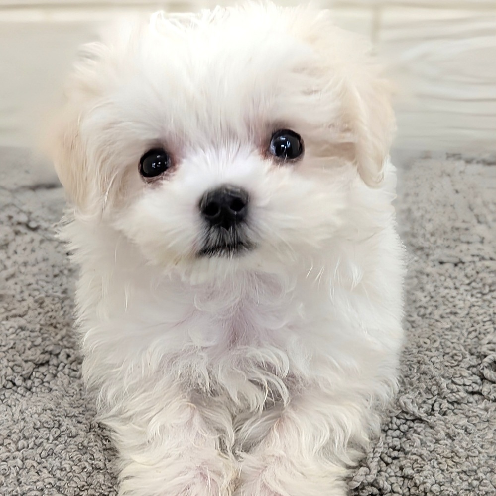 愛知県のマルチーズ (犬の家＆猫の里七宝店/2026年3月24日生まれ/男の子/ホワイト)の子犬の1枚目の画像