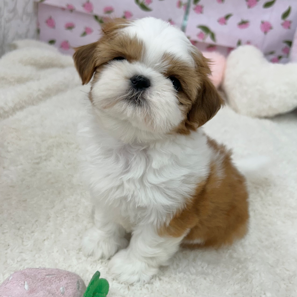 愛知県のシーズー (犬の家＆猫の里エアポートウォーク店/2026年3月24日生まれ/女の子/ホワイトゴールド)の子犬の3枚目の画像