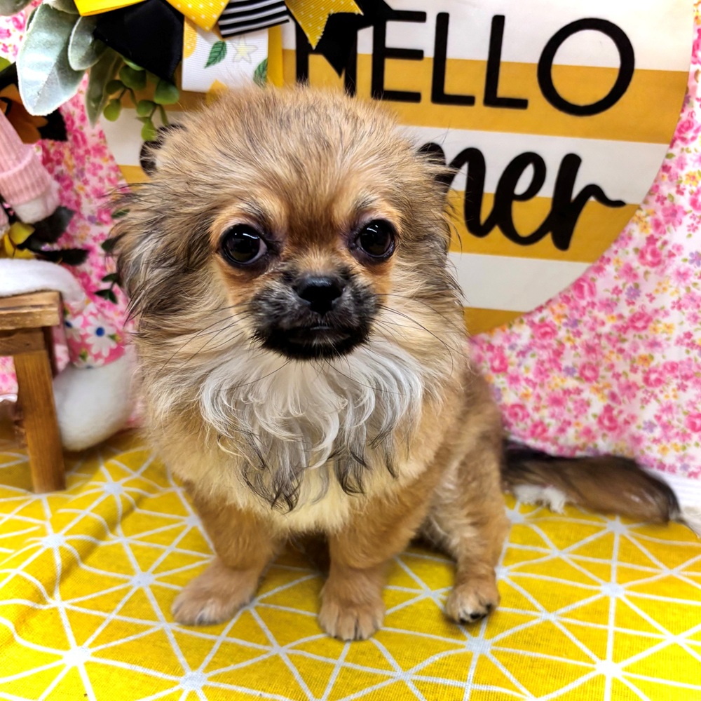 愛知県のチワペキ/ペキチー/ペキチワ(チワワ×ペキニーズ) (犬の家＆猫の里名古屋天白店/2026年3月25日生まれ/男の子/フォーン)の子犬の3枚目の画像