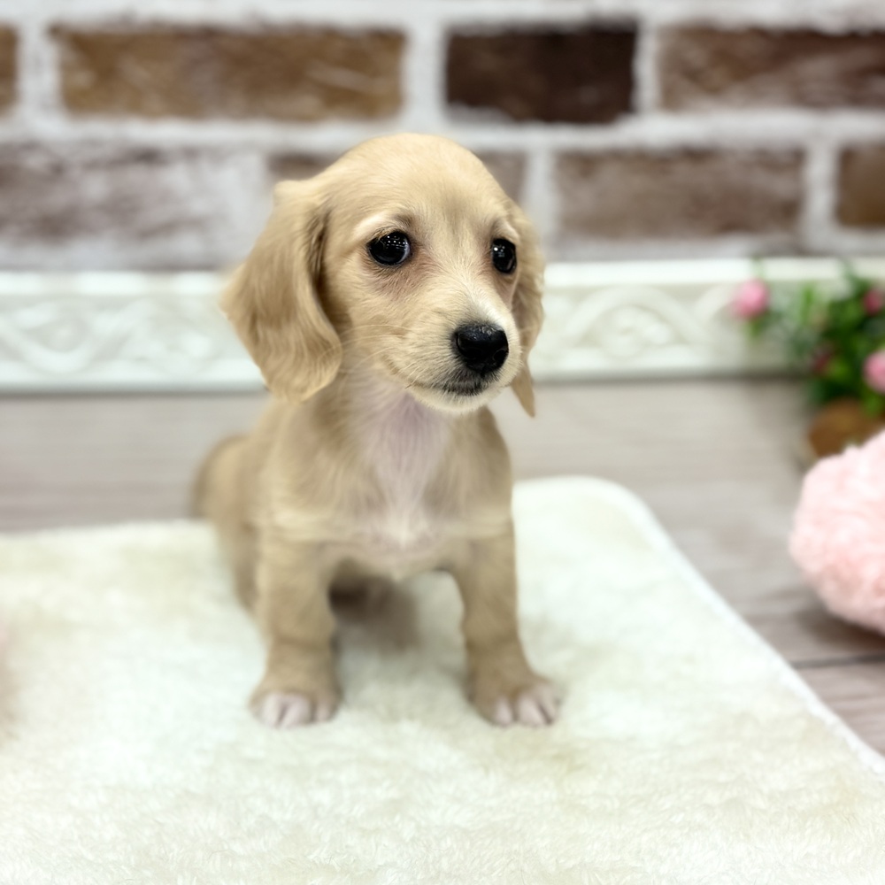 三重県のミニチュアダックスフンド(ロング) (犬の家＆猫の里三重桑名店/2026年3月23日生まれ/女の子/イエロー)の子犬の3枚目の画像