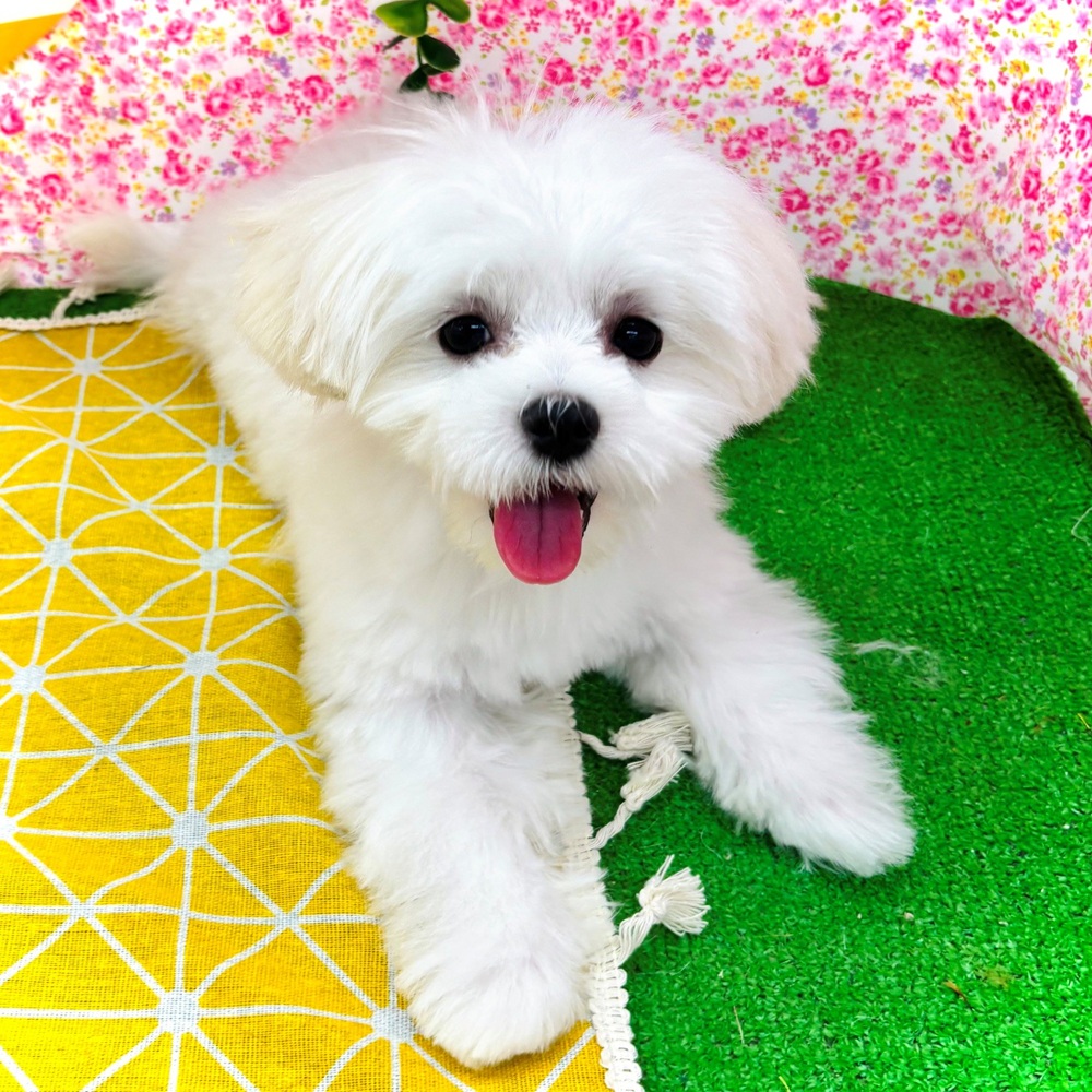 愛知県のマルチーズ (犬の家＆猫の里名古屋天白店/2026年3月25日生まれ/男の子/ホワイト)の子犬の1枚目の画像
