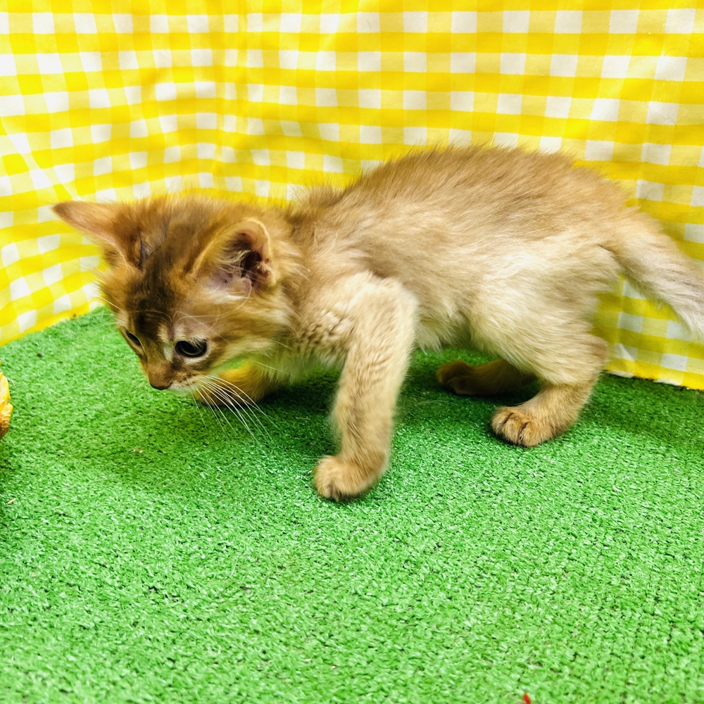 愛知県のソマリ (犬の家＆猫の里名古屋天白店/2026年3月25日生まれ/女の子/レッド)の子猫の3枚目の画像