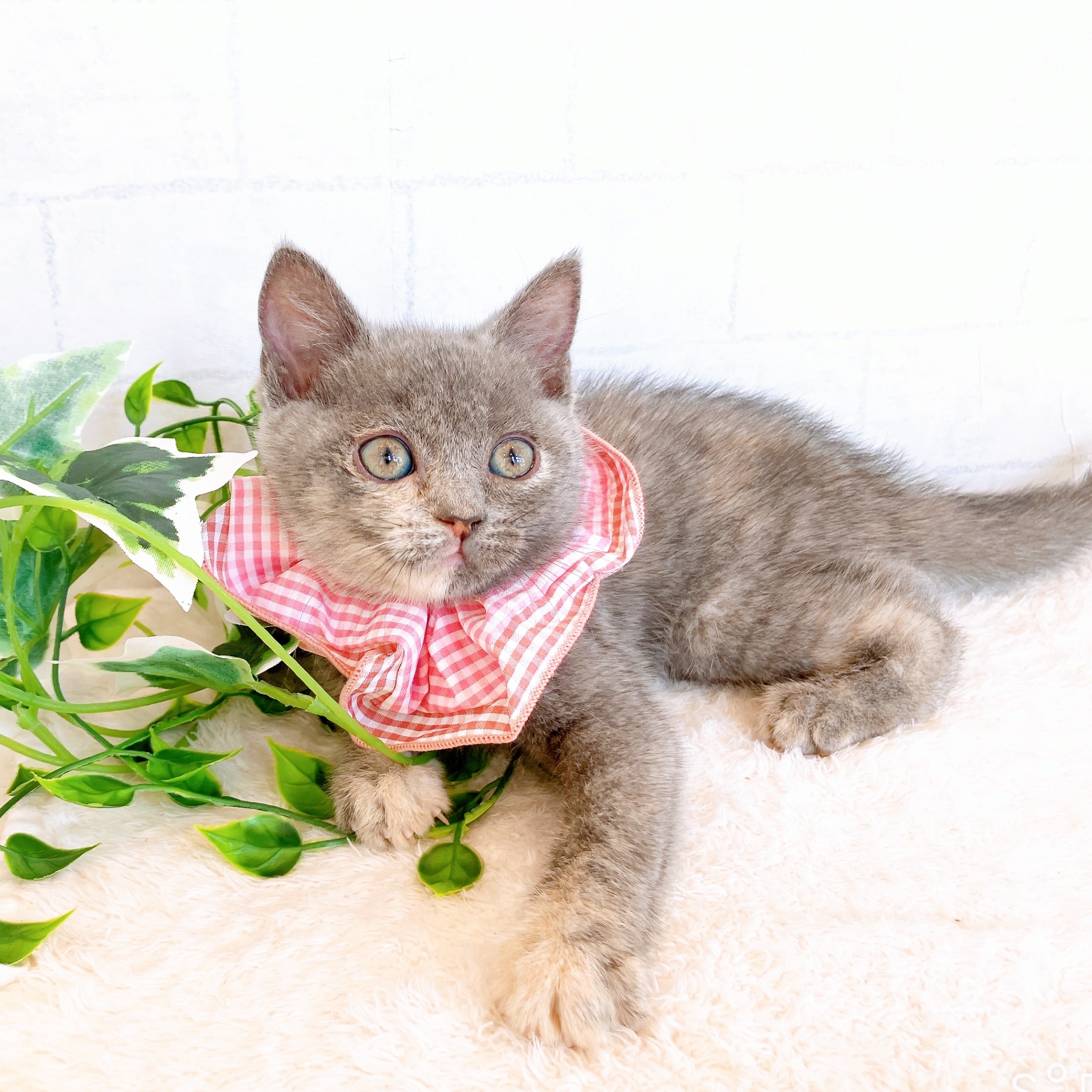 石川県のブリティッシュショートヘアー (犬の家＆猫の里金沢店/2026年1月26日生まれ/女の子/ブルークリーム)の子猫の3枚目の画像