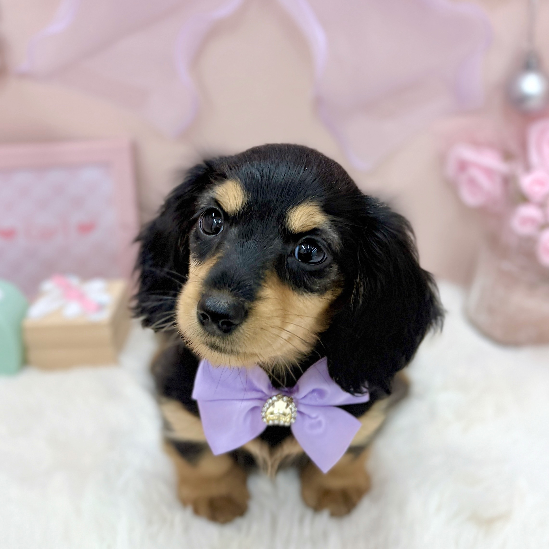 福井県のミニチュアダックスフンド(ロング) (犬の家＆猫の里アミーゴ福井大和田店/2026年3月25日生まれ/女の子/ブラックタン)の子犬の3枚目の画像