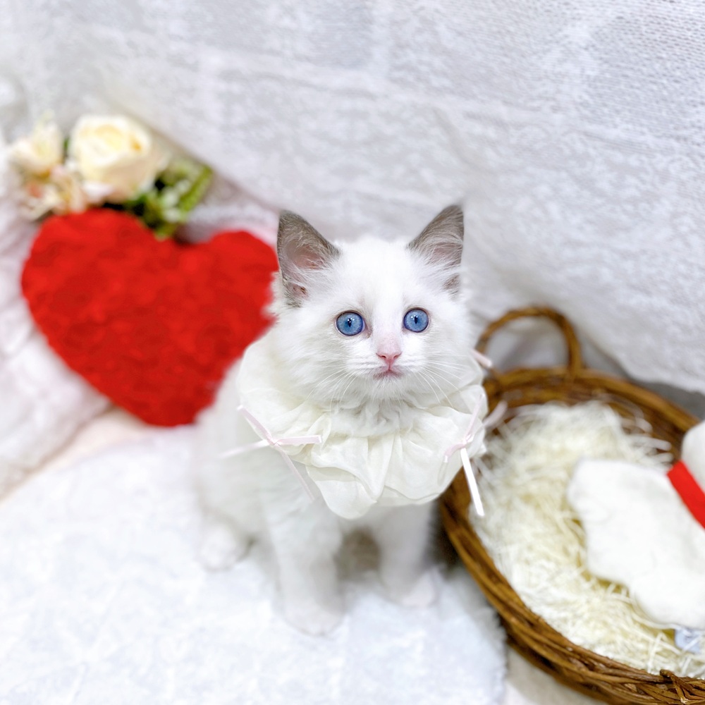 滋賀県のラグドール (犬の家＆猫の里長浜店/2026年3月24日生まれ/女の子/ブルーポイントバイカラー)の子猫の3枚目の画像