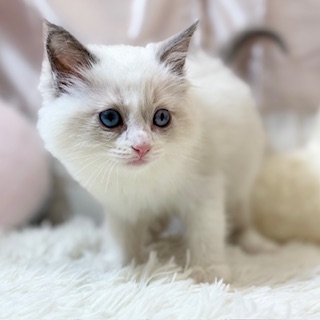 生体画像３