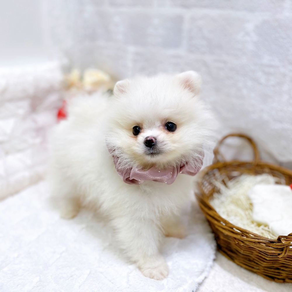 滋賀県のポメラニアン (犬の家＆猫の里長浜店/2026年3月25日生まれ/女の子/クリーム)の子犬の3枚目の画像