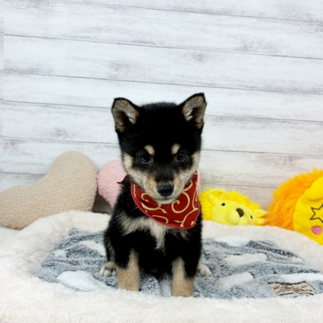兵庫県の豆柴 (犬の家＆猫の里川西店/2026年3月19日生まれ/女の子/黒)の子犬の3枚目の画像