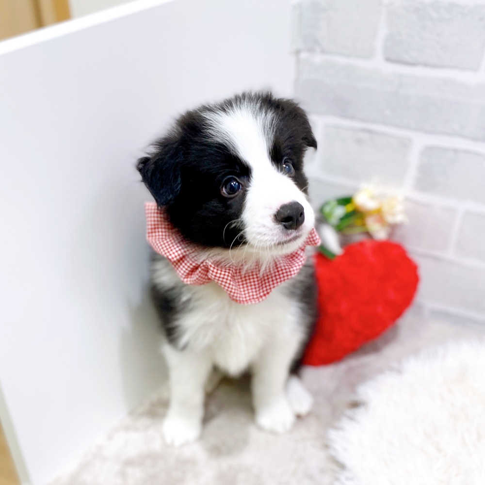 滋賀県のボーダーコリー (犬の家＆猫の里長浜店/2026年3月25日生まれ/男の子/ブラックホワイト)の子犬の3枚目の画像