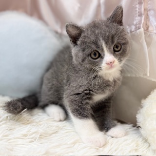 兵庫県のブリティッシュショートヘアー (犬の家＆猫の里カナート西神戸店/2026年3月25日生まれ/男の子/ブルーホワイト)の子猫の3枚目の画像