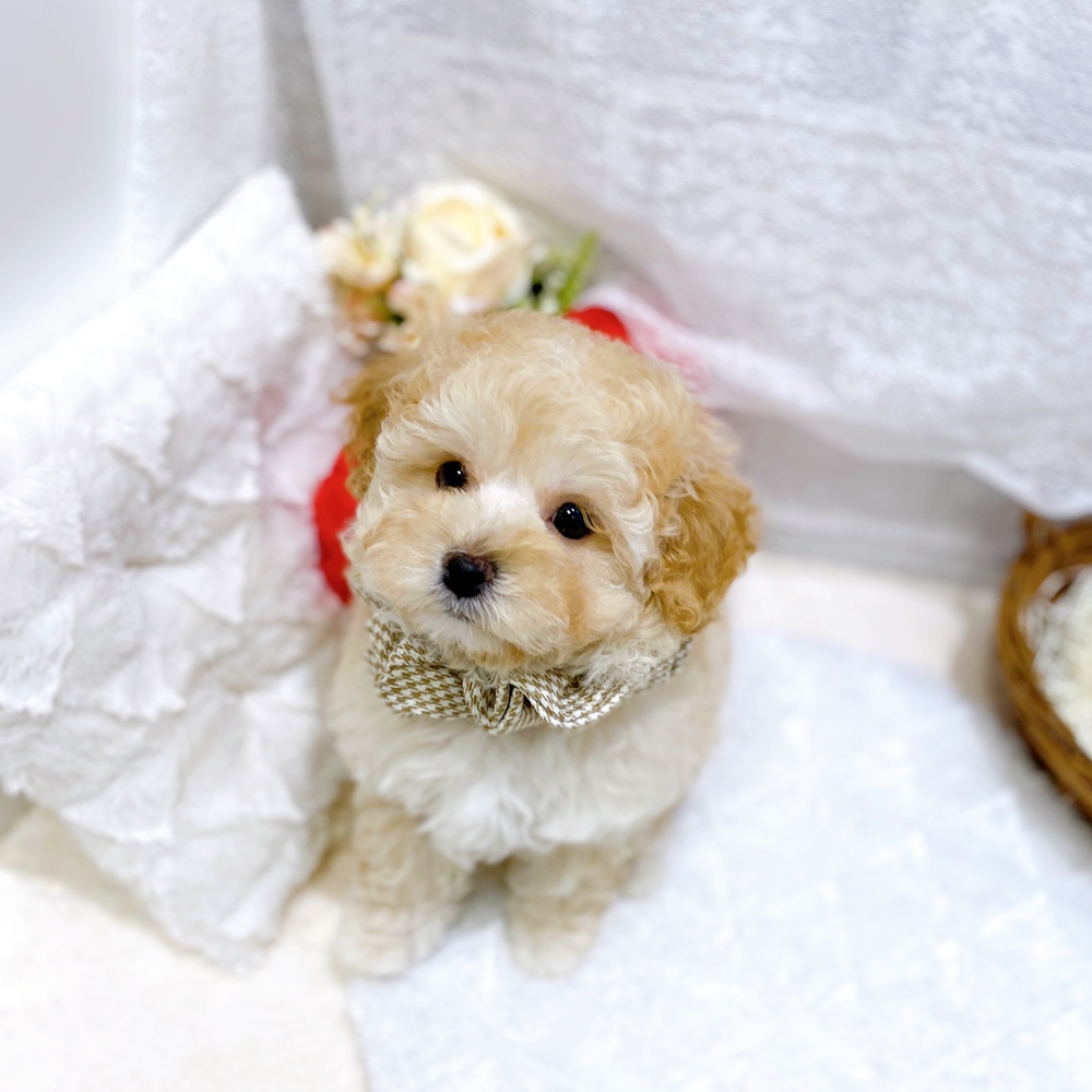 滋賀県のマルプー(マルチーズ×プードル) (犬の家＆猫の里長浜店/2026年3月26日生まれ/男の子/クリーム)の子犬の3枚目の画像