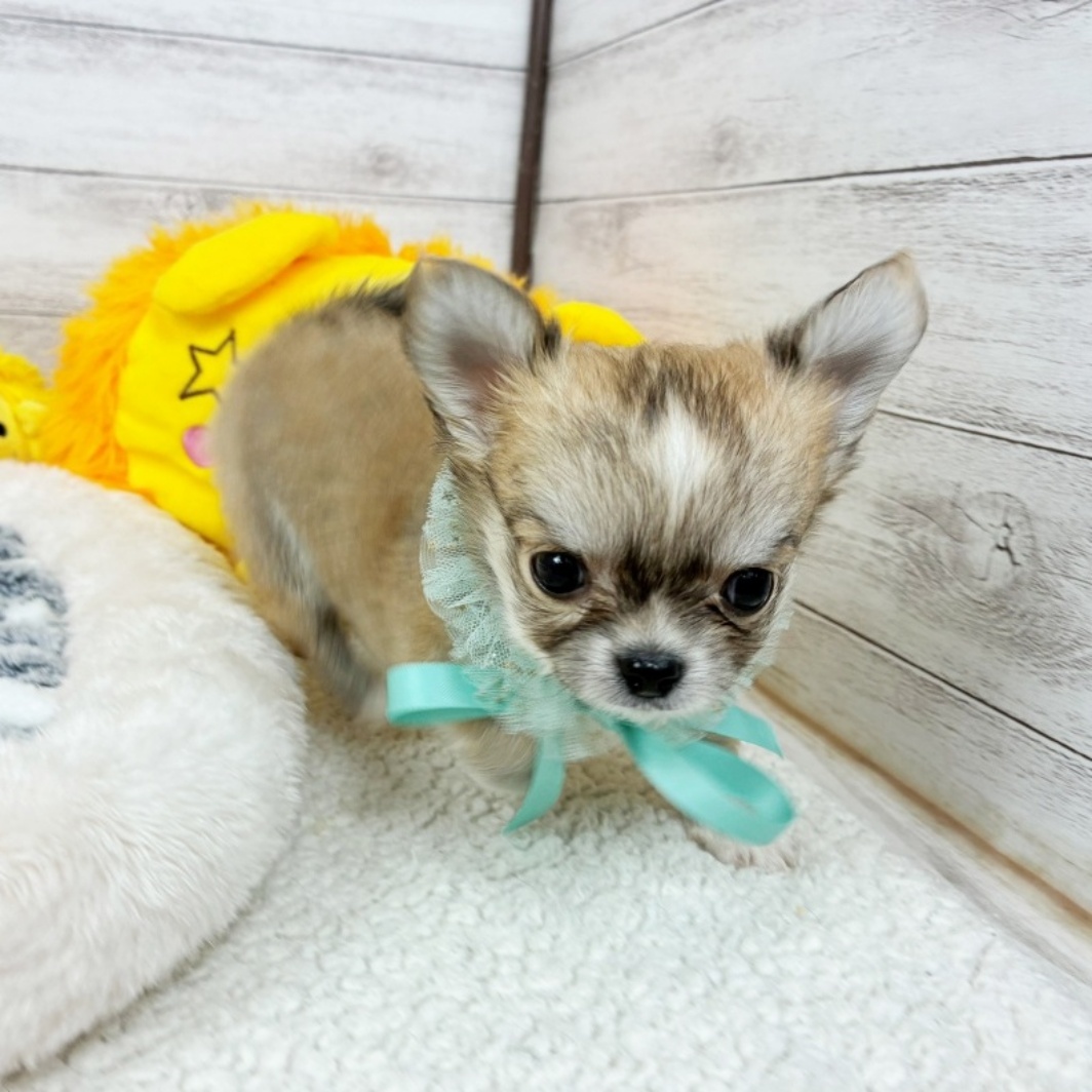 兵庫県のチワワ(ロング) (犬の家＆猫の里川西店/2026年3月26日生まれ/男の子/フォーンホワイト)の子犬の3枚目の画像