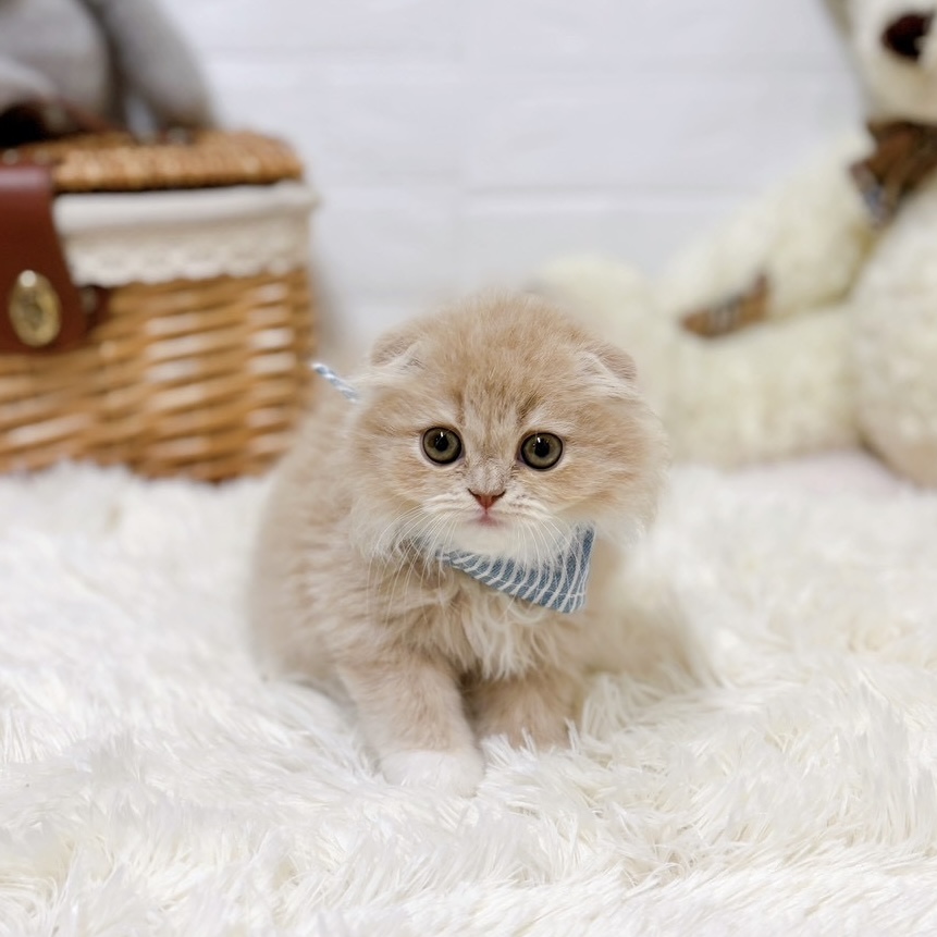滋賀県のスコティッシュフォールド (犬の家＆猫の里近江八幡店/2026年3月26日生まれ/男の子/クリームホワイト)の子猫の3枚目の画像