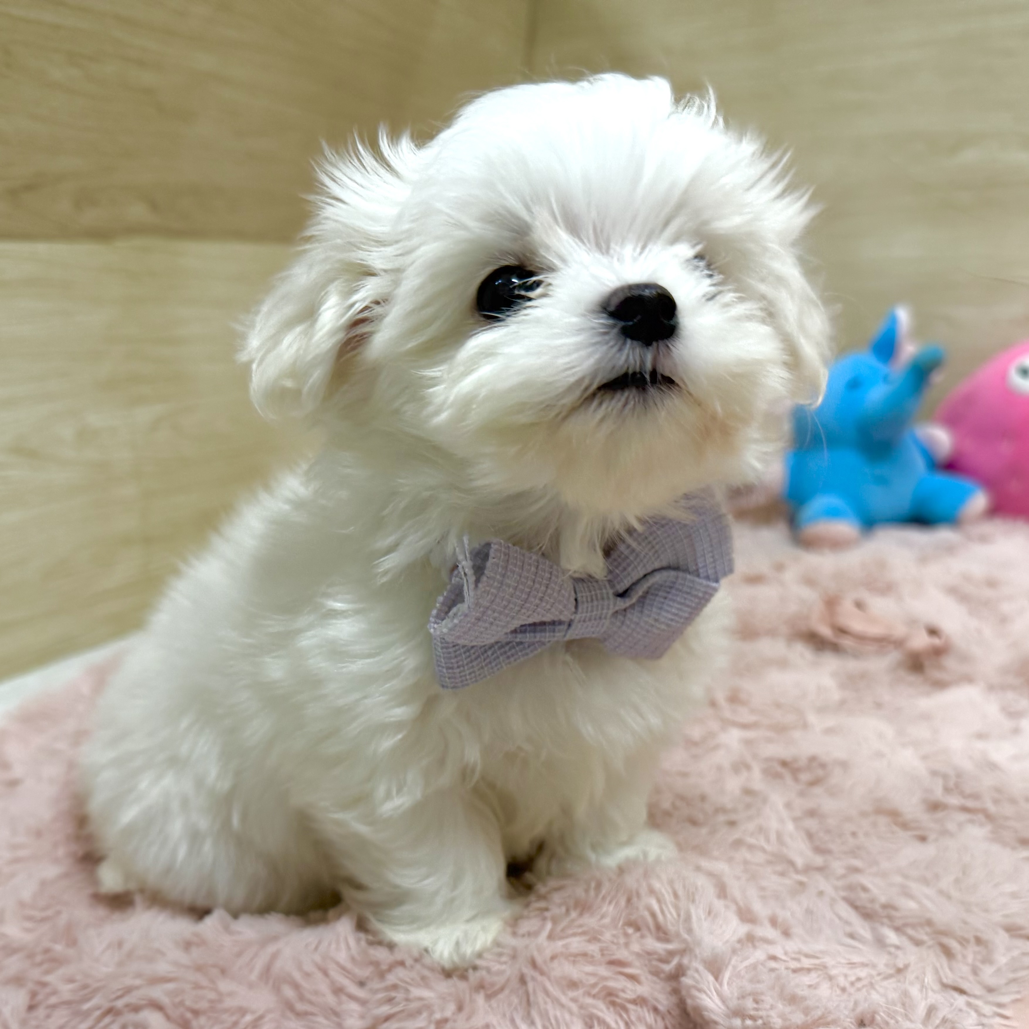 大阪府のマルチーズ (犬の家＆猫の里そよら東岸和田店/2026年3月21日生まれ/男の子/ホワイト)の子犬の3枚目の画像