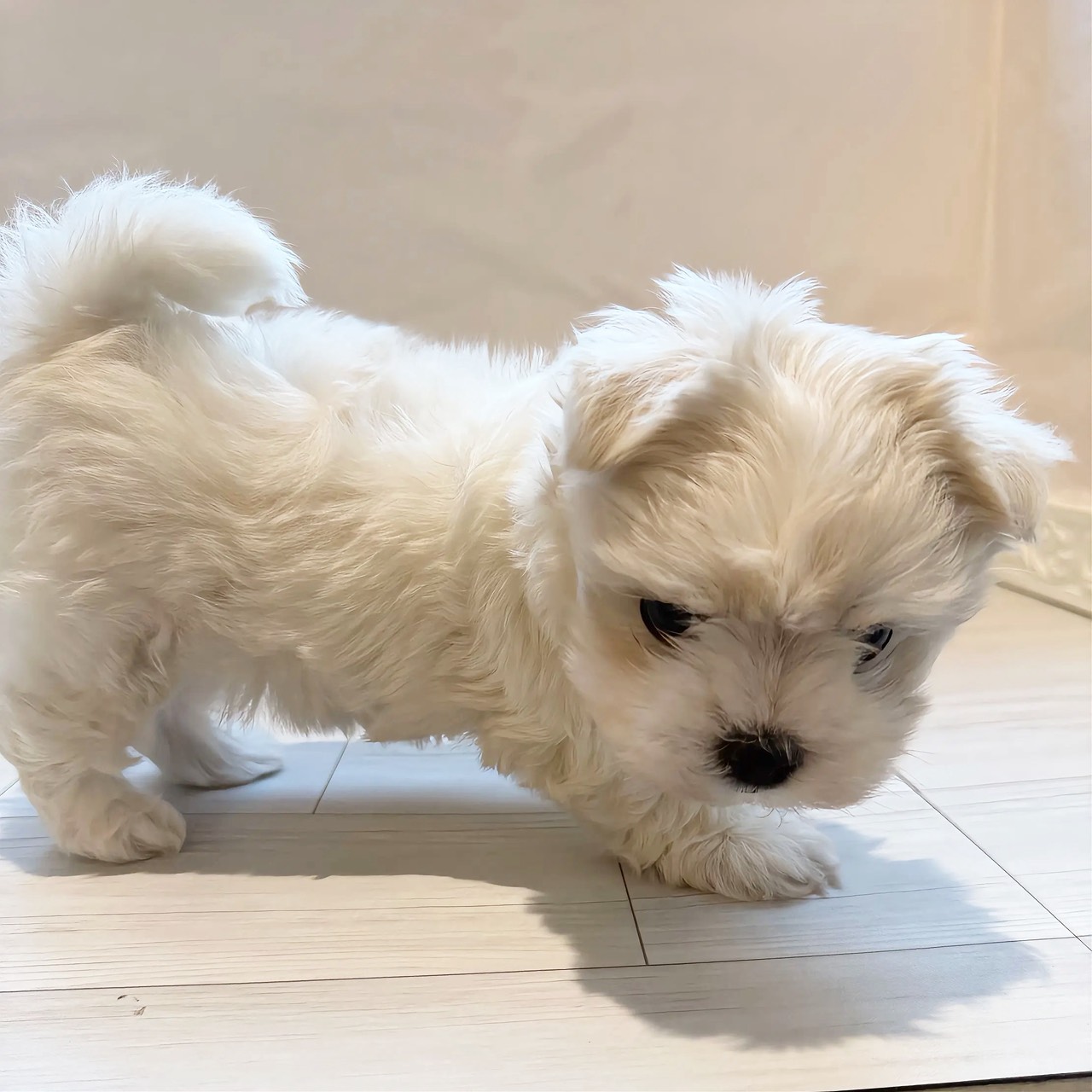 愛知県のマルチーズ (犬の家＆猫の里春日井本店/2026年3月26日生まれ/男の子/ホワイト)の子犬の3枚目の画像