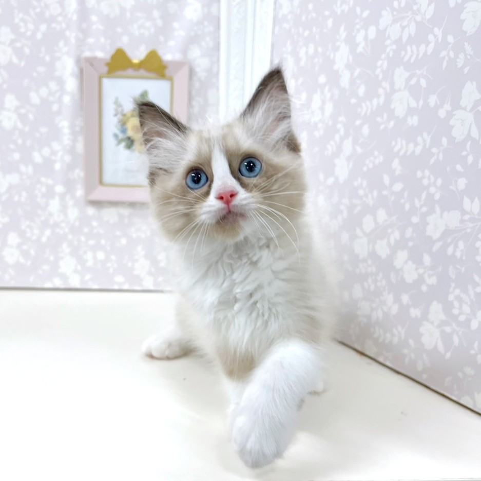 富山県のラグドール (犬の家＆猫の里アミーゴ高岡蓮花寺店/2026年3月26日生まれ/女の子/シールポイントバイカラー)の子猫の3枚目の画像