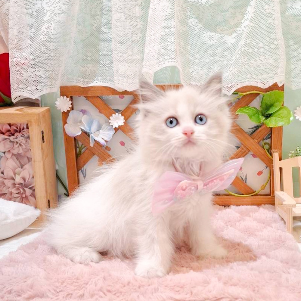 静岡県のラグドール (犬の家＆猫の里富士店/2026年3月26日生まれ/女の子/ブルーポイントバイカラー)の子猫の3枚目の画像