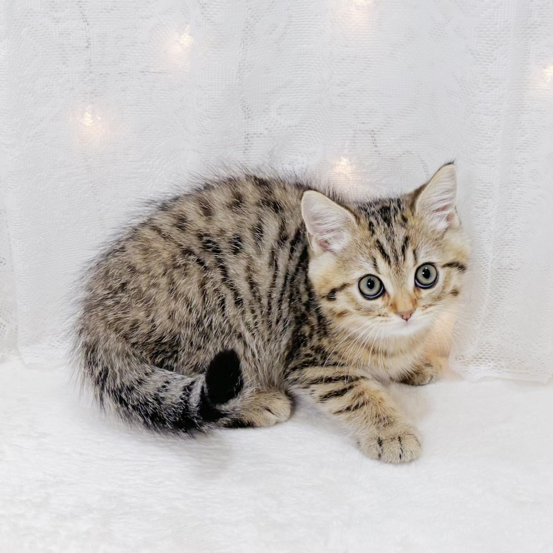 千葉県のブリティッシュショートヘアー (犬の家＆猫の里BIGHOPガーデンモール印西店/2026年3月25日生まれ/男の子/ブラウンマッカレルタビー)の子猫の3枚目の画像