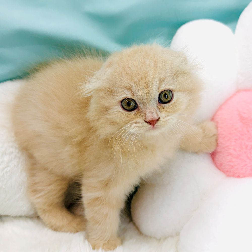 愛知県のスコティッシュフォールド (犬の家＆猫の里愛知刈谷店/2026年3月26日生まれ/男の子/クリームタビー)の子猫の3枚目の画像