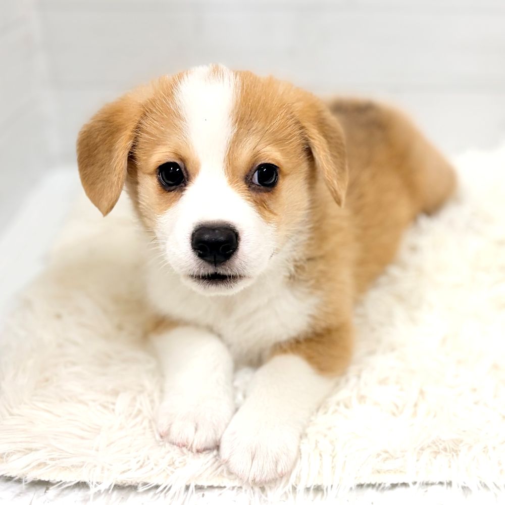 愛知県のウェルシュコーギーペンブローク (犬の家＆猫の里豊田店/2026年3月27日生まれ/男の子/セーブルホワイト)の子犬の3枚目の画像