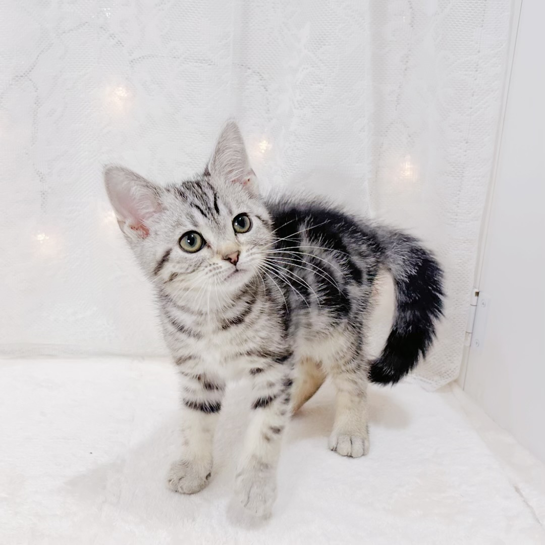 千葉県のアメリカンショートヘアー (犬の家＆猫の里BIGHOPガーデンモール印西店/2026年3月27日生まれ/男の子/シルバータビー)の子猫の3枚目の画像