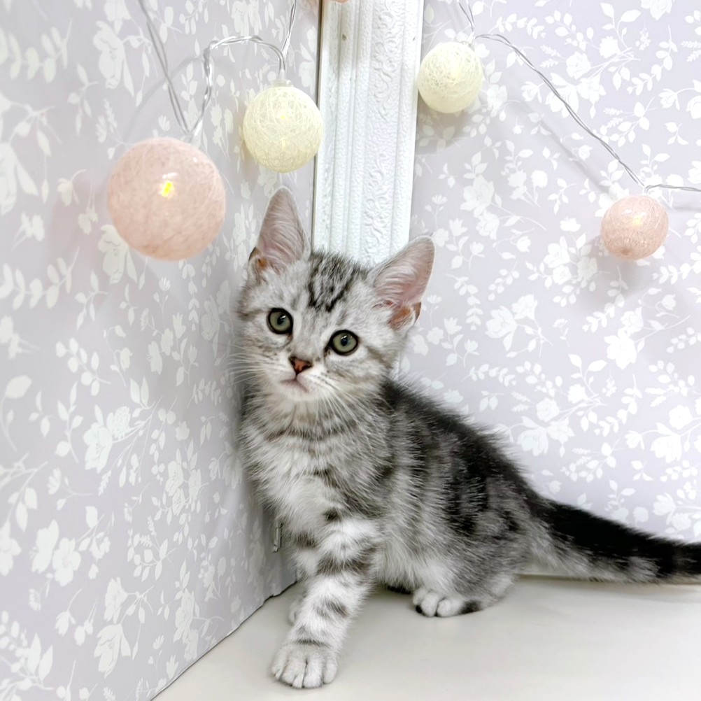 富山県のアメリカンショートヘアー (犬の家＆猫の里アミーゴ高岡蓮花寺店/2026年3月27日生まれ/男の子/シルバータビー)の子猫の3枚目の画像