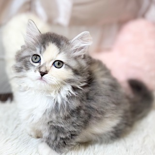 兵庫県のマンチカン (犬の家＆猫の里カナート西神戸店/2026年3月28日生まれ/女の子/ブルーパッチドタビーホワイト)の子猫の1枚目の画像