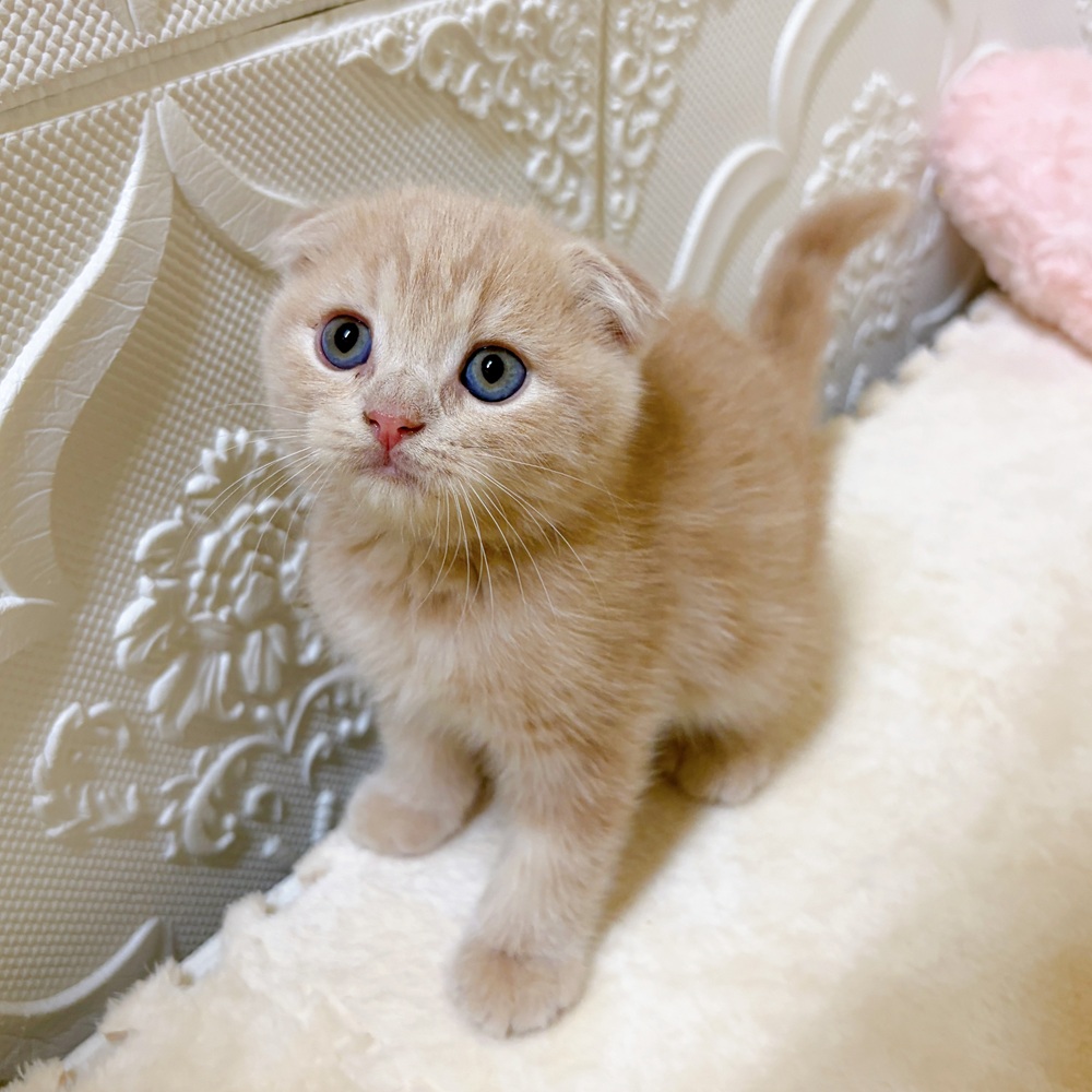 愛知県のスコティッシュフォールド (犬の家＆猫の里岡崎店/2026年3月28日生まれ/男の子/クリームタビー)の子猫の3枚目の画像