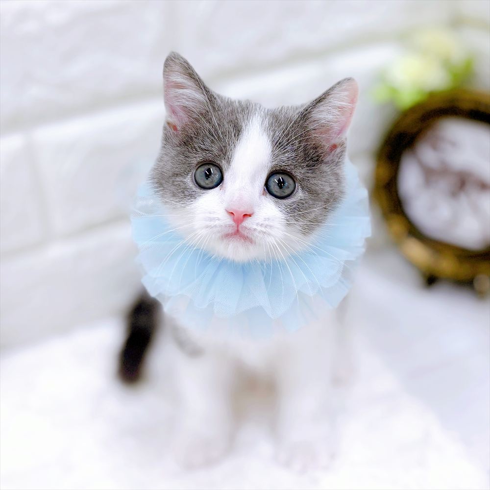スコティッシュストレート(ブルータビーホワイト)の子猫を価格や特徴で