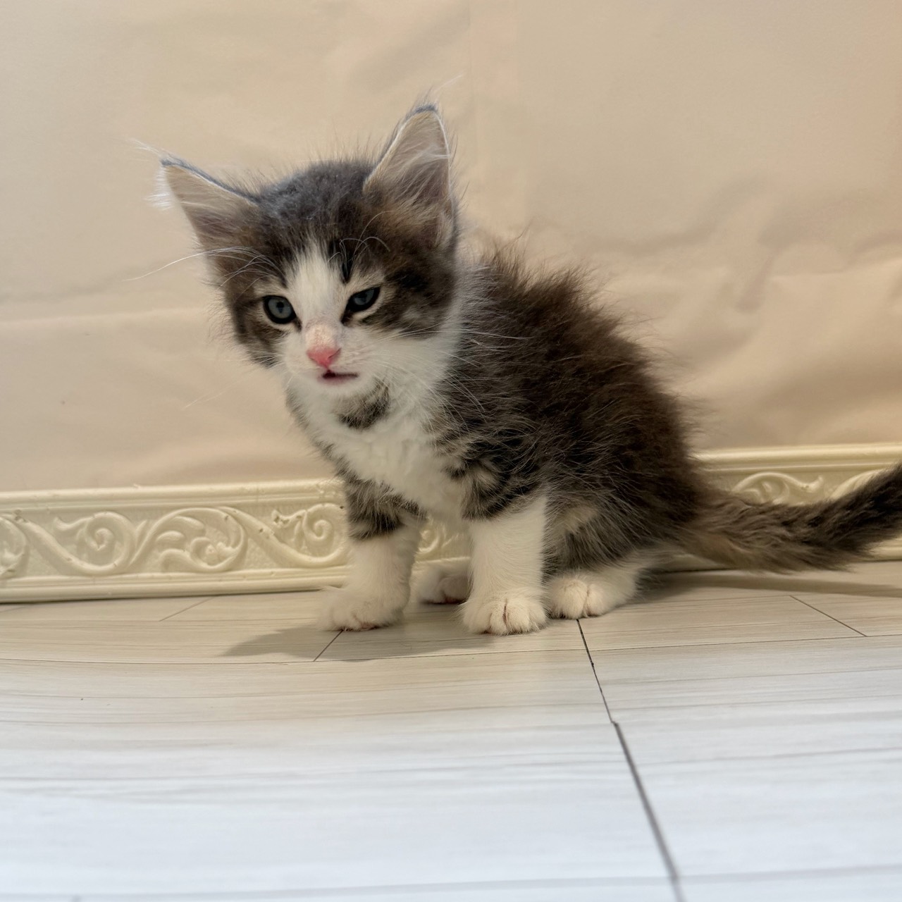 愛知県のノルウェージャンフォレストキャット (犬の家＆猫の里春日井本店/2026年3月28日生まれ/女の子/ブルータビーホワイト)の子猫の3枚目の画像