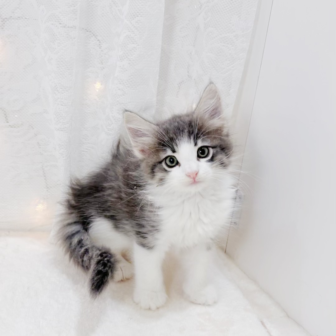 千葉県のノルウェージャンフォレストキャット (犬の家＆猫の里BIGHOPガーデンモール印西店/2026年3月28日生まれ/男の子/ブルータビーホワイト)の子猫の3枚目の画像