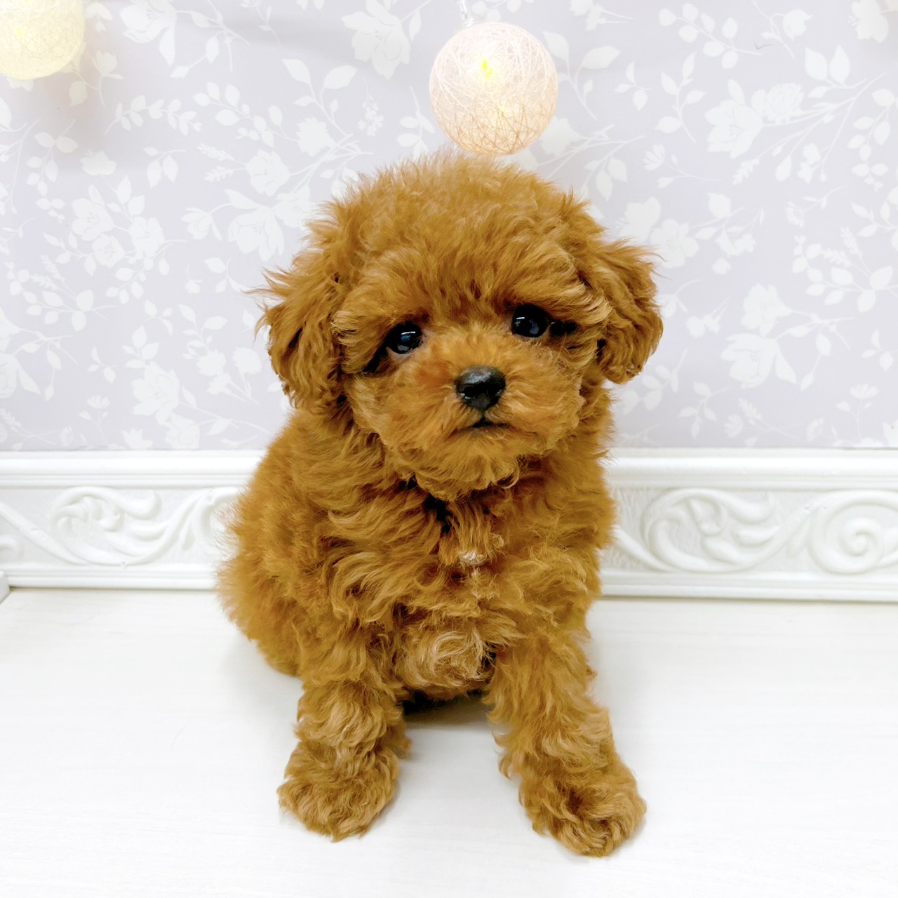 富山県のトイプードル(ティーカップ) (犬の家＆猫の里アミーゴ山室店/2026年3月25日生まれ/女の子/レッドフォーン)の子犬の1枚目の画像