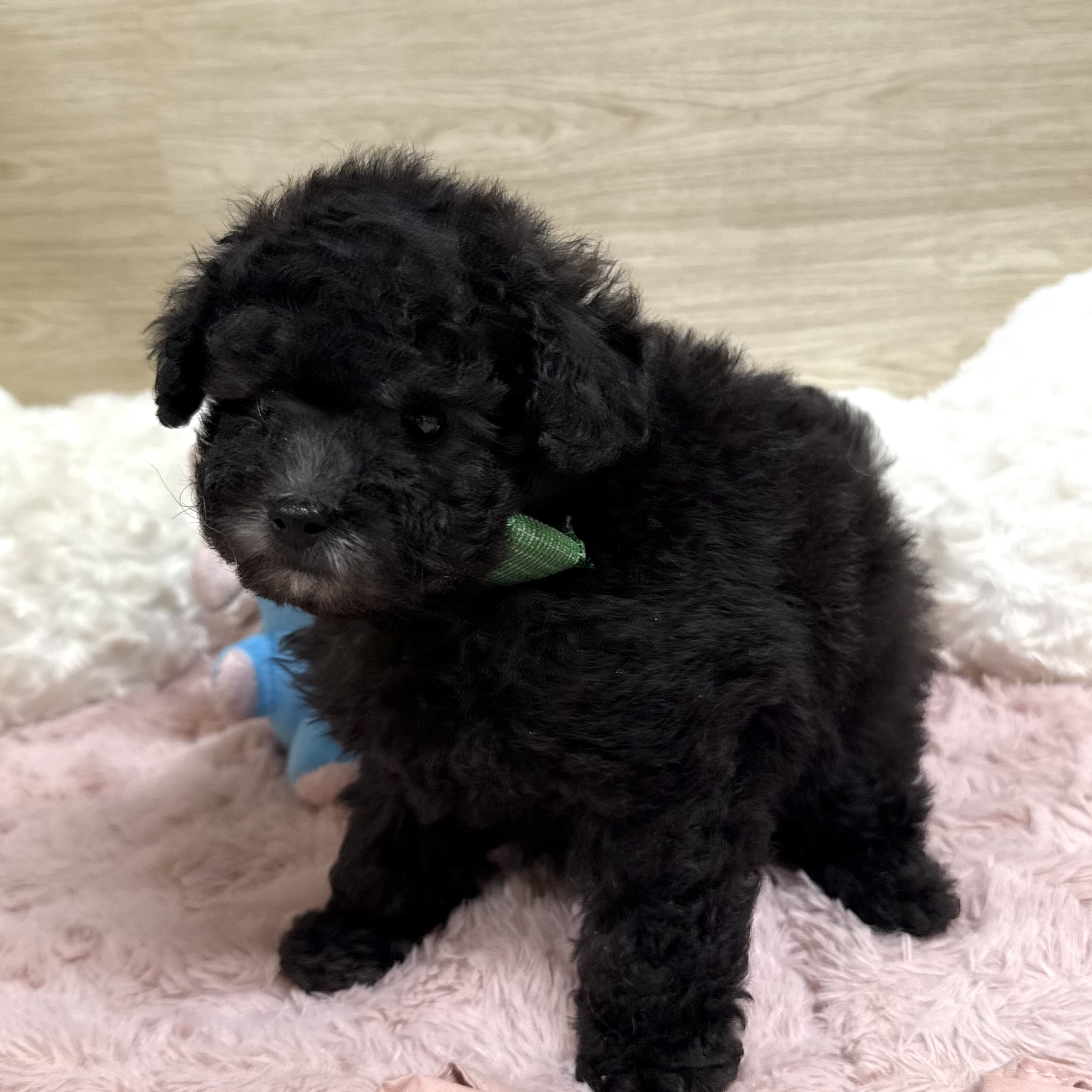 大阪府のトイプードル(トイ) (犬の家＆猫の里そよら東岸和田店/2026年3月26日生まれ/男の子/グレー)の子犬の3枚目の画像