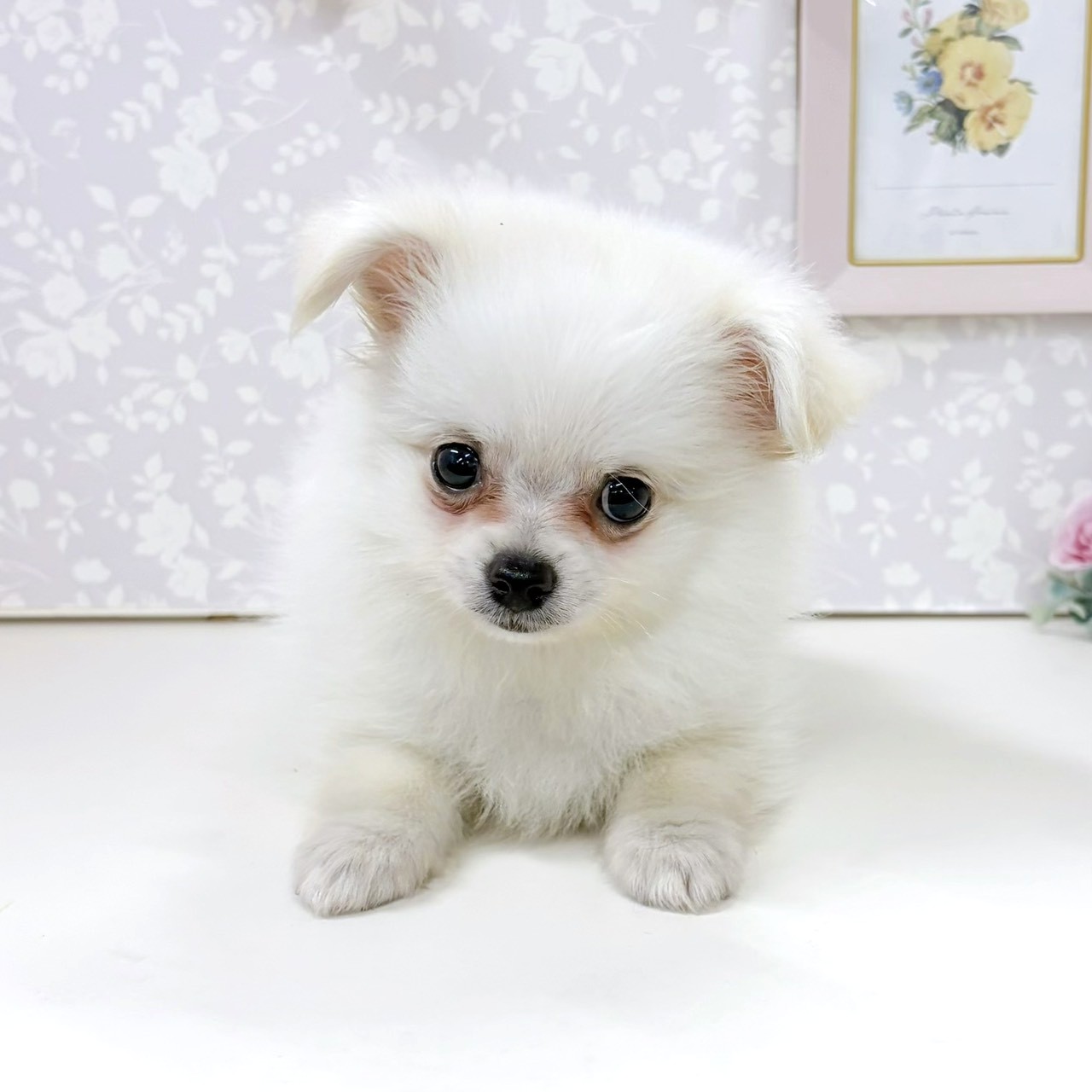 富山県のポメチワ/チワポメ/ポメチー(ポメラニアン×チワワ) (犬の家＆猫の里アミーゴ高岡蓮花寺店/2026年3月27日生まれ/男の子/クリーム)の子犬の3枚目の画像