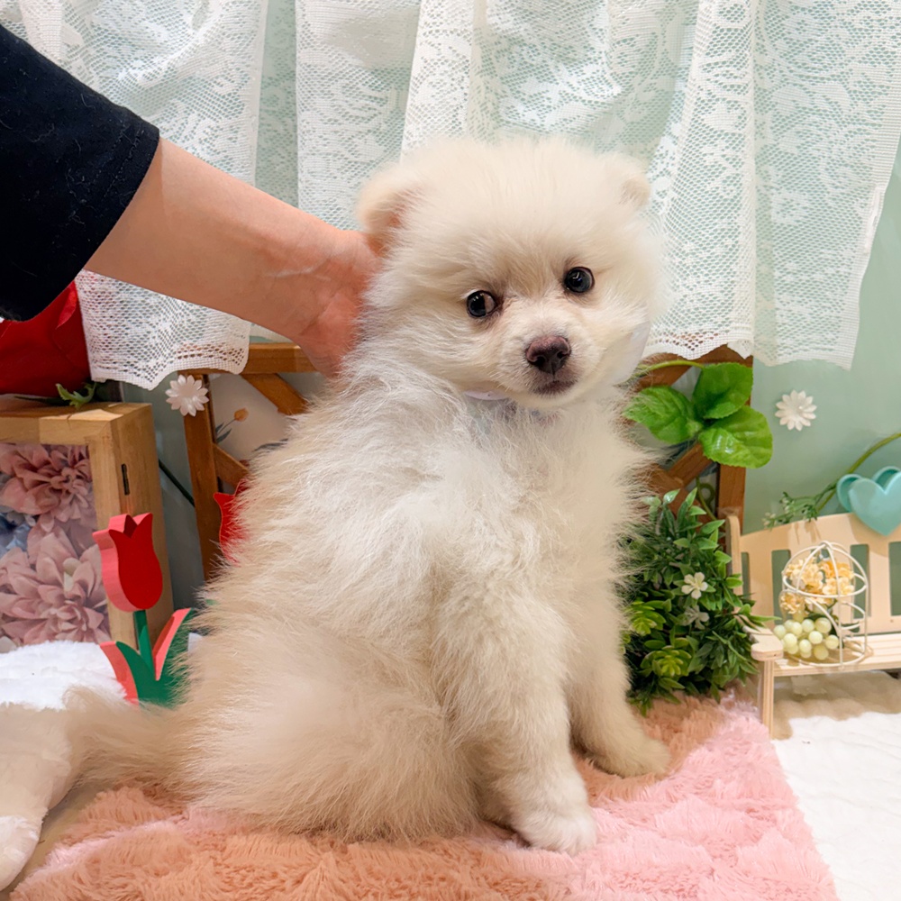 静岡県のポメラニアン (犬の家＆猫の里富士店/2026年3月27日生まれ/男の子/クリーム)の子犬の3枚目の画像