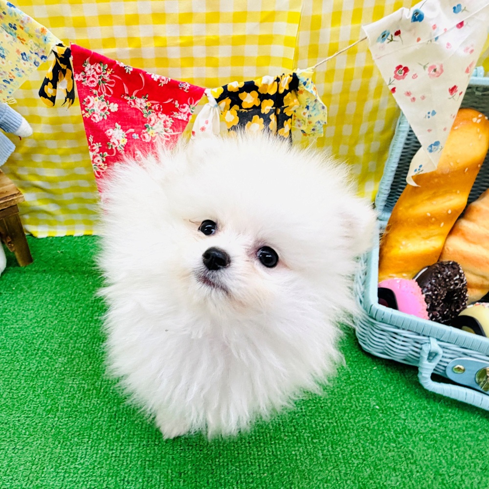 愛知県のポメラニアン (犬の家＆猫の里名古屋天白店/2026年3月27日生まれ/女の子/クリーム)の子犬の3枚目の画像