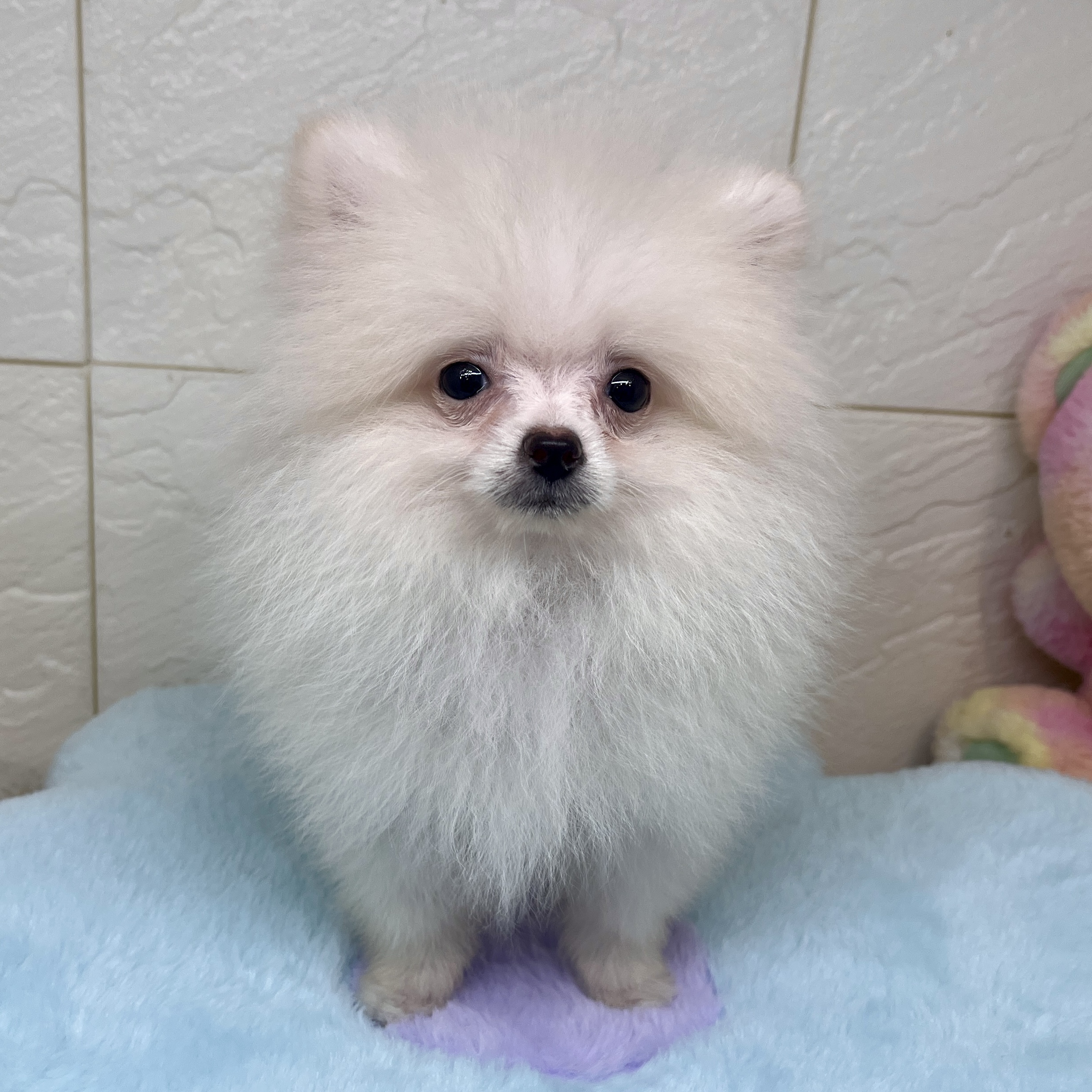 兵庫県のポメラニアン (犬の家＆猫の里ゆめタウン姫路店/2026年3月29日生まれ/男の子/クリーム)の子犬の3枚目の画像