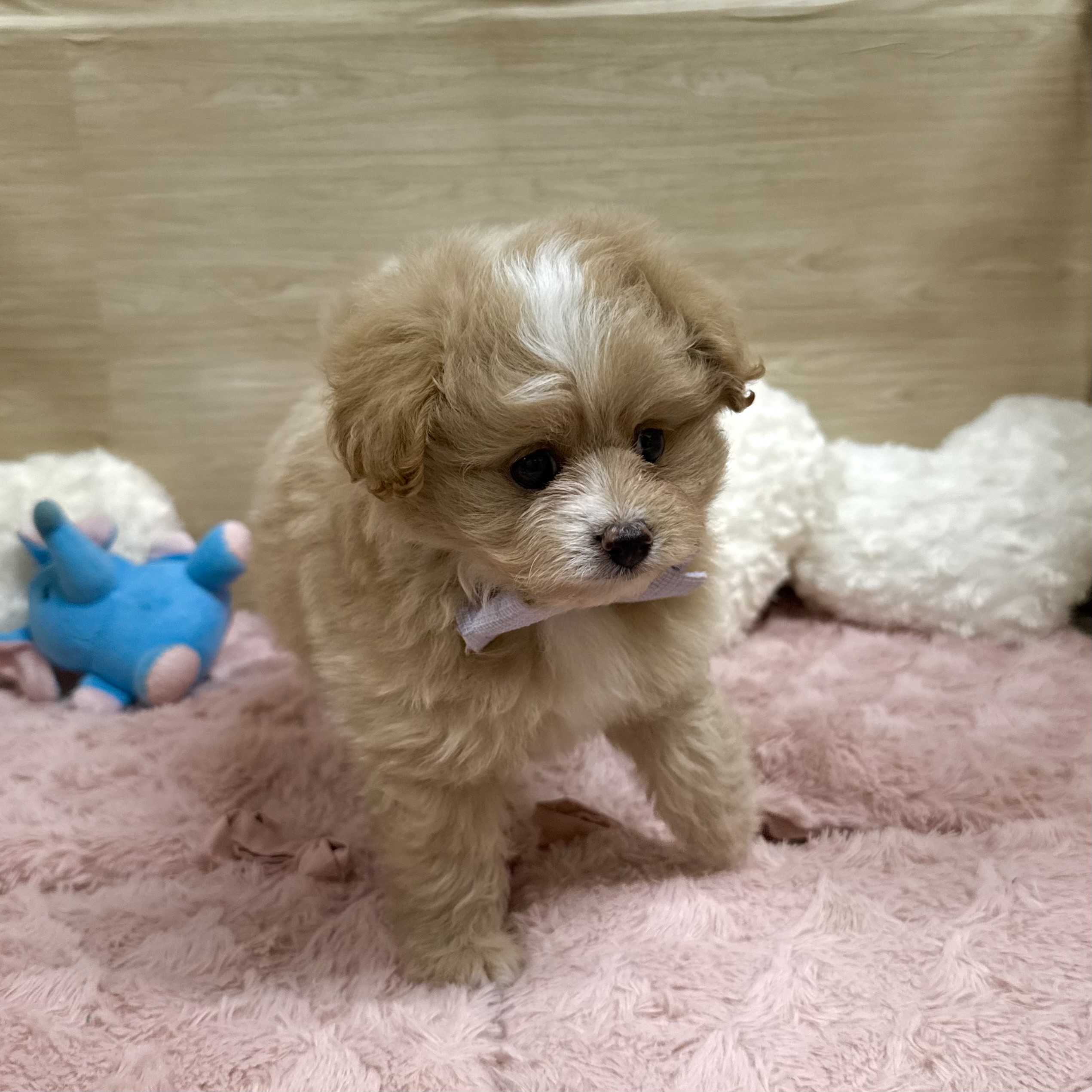 大阪府のポメプー(ポメラニアン×プードル) (犬の家＆猫の里そよら東岸和田店/2026年3月29日生まれ/女の子/クリームホワイト)の子犬の3枚目の画像