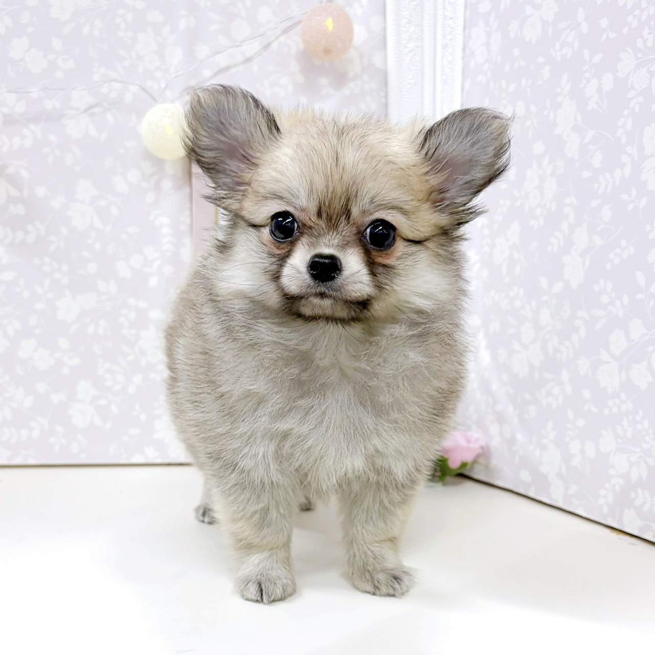 富山県のポメチワ/チワポメ/ポメチー(ポメラニアン×チワワ) (犬の家＆猫の里アミーゴ高岡蓮花寺店/2026年3月26日生まれ/女の子/フォーン)の子犬の3枚目の画像